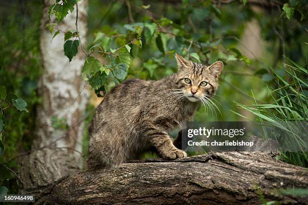 scottish wildcat oculta em uma árvore - gato selvagem - fotografias e filmes do acervo