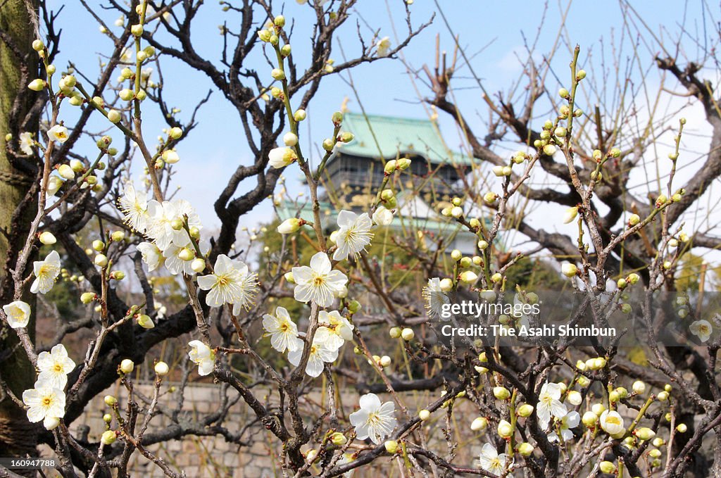 Plums Start Blooming In Osaka