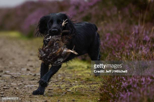 Working Cocker Spaniel holds a bird in it's mouth during a shooting party to mark the Glorious Twelfth the annual start of the grouse shooting season...