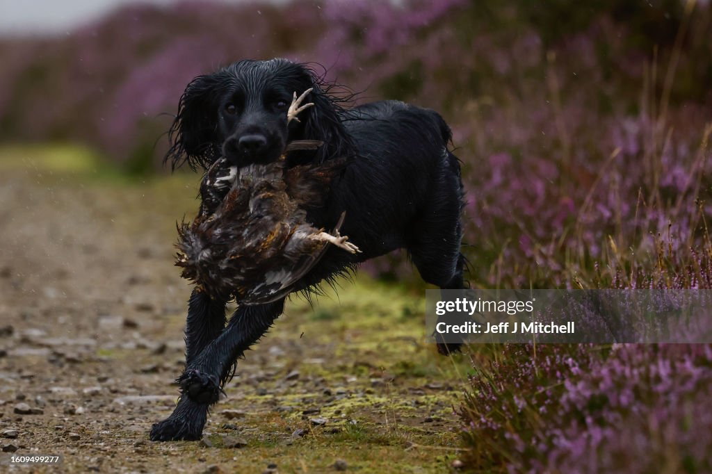 Glorious Twelfth Sees Start Of Grouse Shooting Season