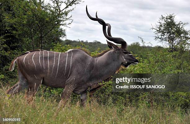 Photo taken on February 6, 2013 shows a Greater Kudu in the Kruger National Park near Nelspruit, South Africa. AFP PHOTO / ISSOUF SANOGO