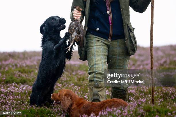 Member of a shooting party holds a bird next to two dogs as they mark the Glorious Twelfth, the annual start of the grouse shooting season on an...