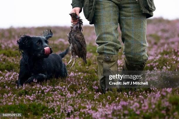 Member of a shooting party holds a bird next to a dog as they mark the Glorious Twelfth, the annual start of the grouse shooting season on an estate...