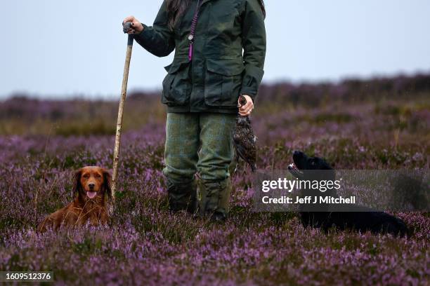 Member of a shooting party holds a grouse next to two dogs as they mark the Glorious Twelfth, the annual start of the grouse shooting season on an...