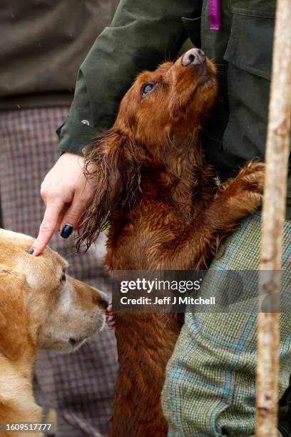 Dogs looks up at one of the members of a shooting party as they mark the Glorious Twelfth, the annual start of the grouse shooting season on an...