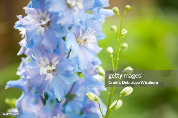 spike of blue delphiniums - delphinium stock pictures, royalty-free photos & images