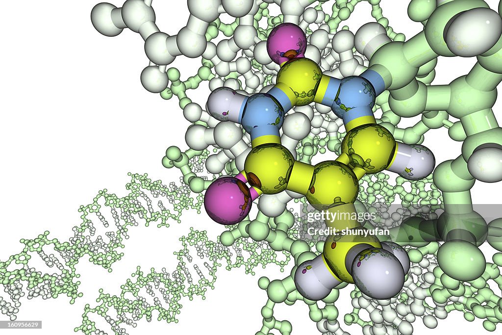 Modell der DNA-Basis: Thymin