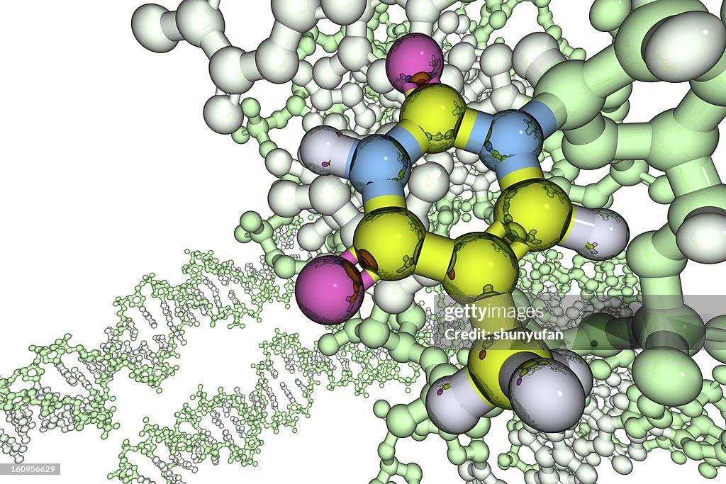 Model of DNA Base: Thymine