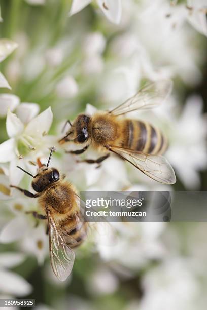bees - worker bee stock pictures, royalty-free photos & images