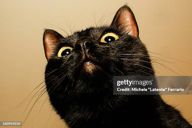 black cat snout - black cat stock pictures, royalty-free photos & images