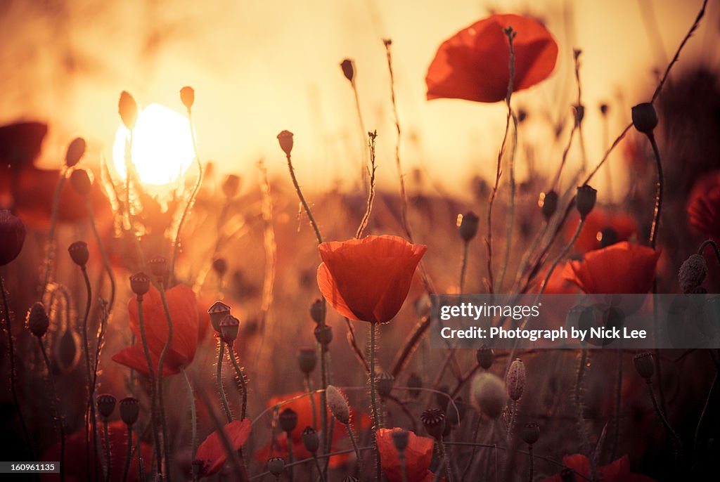 Poppies at Evening sunset