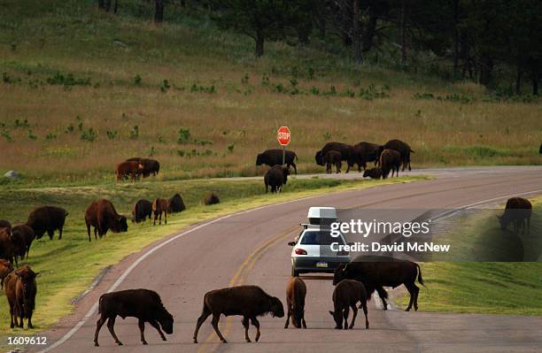 Herd of bison fearlessly cross a highway in Wind Cave National Park, August 14, 2001 in the southern Black Hills of South Dakota. Millions of bison...