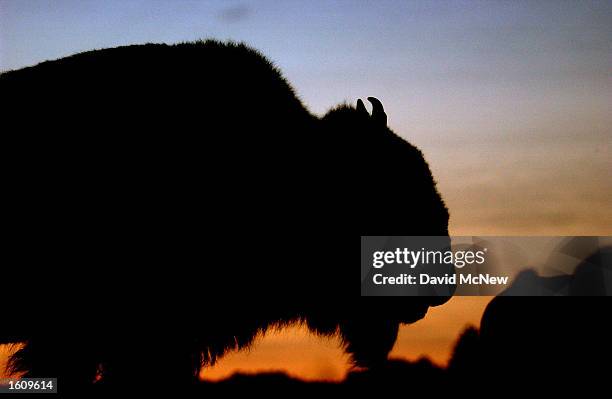 The sun sets behind a bison in Wind Cave National Park, August 14, 2001 in the southern Black Hills of South Dakota. Millions of bison were...
