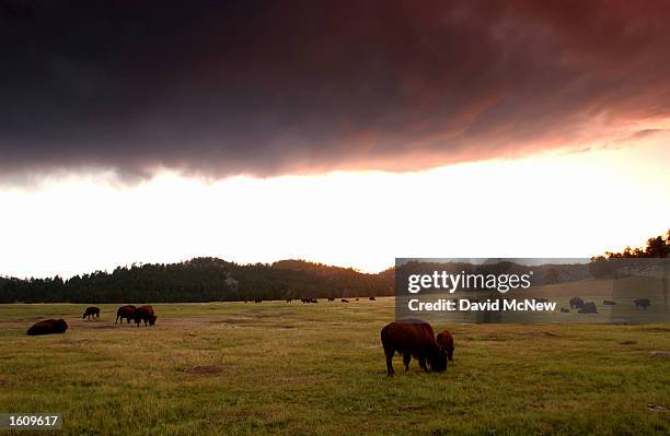 Dark cloud hovers over a herd of bison at sunset in Wind Cave National Park, August 14, 2001 in the southern Black Hills of South Dakota. Millions of...