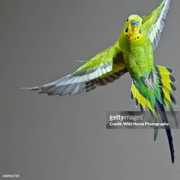 green budgerigar in flight - gespreizte flügel stock-fotos und bilder