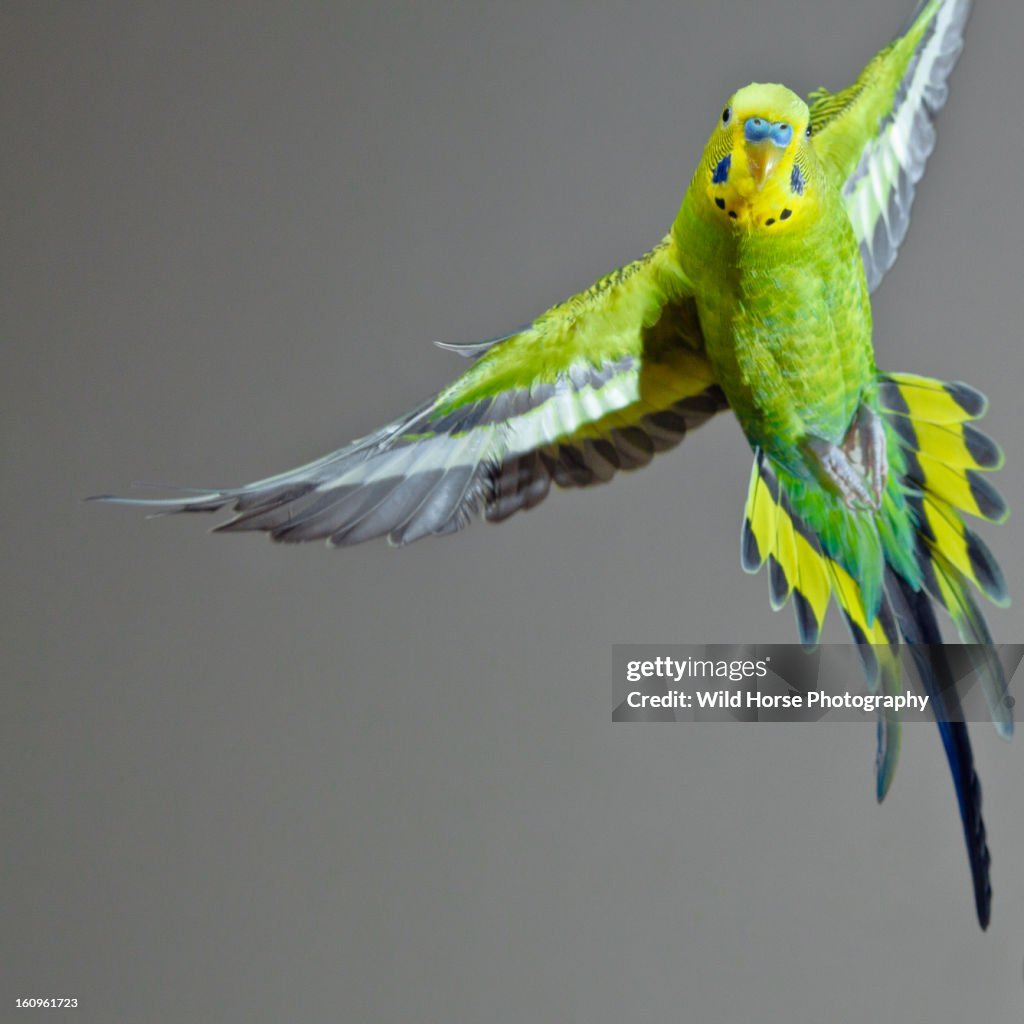 Green Budgerigar in flight