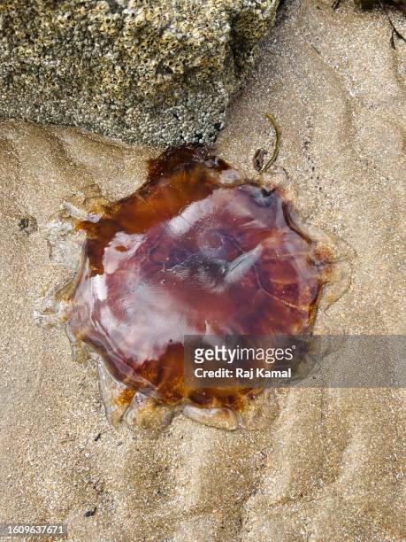 lion’s mane jellyfish on beach in close up - lions mane jellyfish - fotografias e filmes do acervo