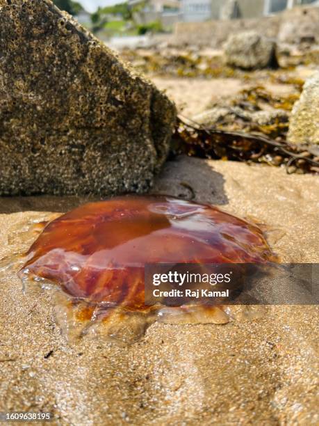 lion’s mane jellyfish on beach in close up - lions mane jellyfish - fotografias e filmes do acervo