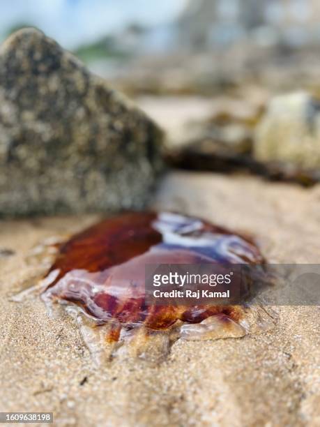 lion’s mane jellyfish on beach in close up - lions mane jellyfish - fotografias e filmes do acervo