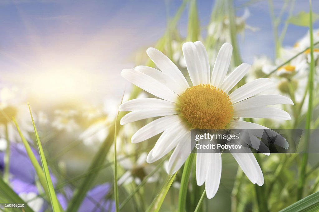 Daisy Close-Up, luz solar