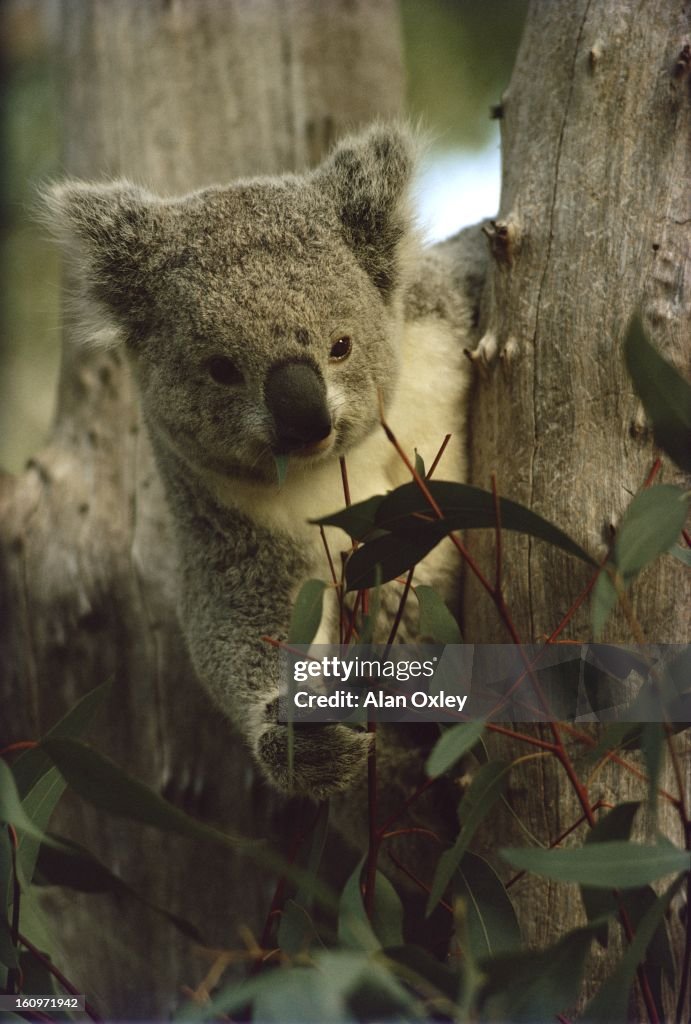 Koala