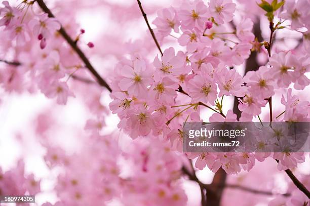 flor de cerezo - march month fotografías e imágenes de stock
