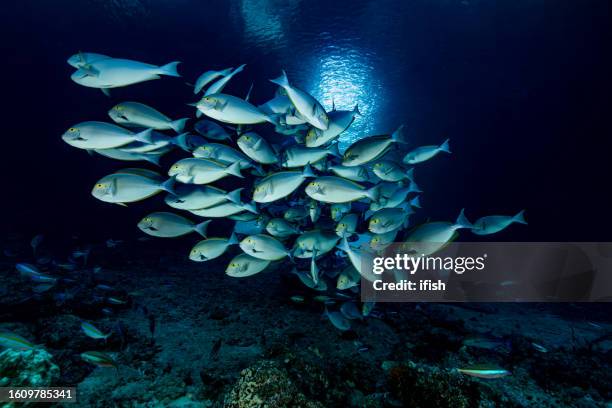 yellowmask surgeonfishes acanthurus mata in a cave at dramai rock, triton bay, indonesia - pterocaesio tile stock pictures, royalty-free photos & images