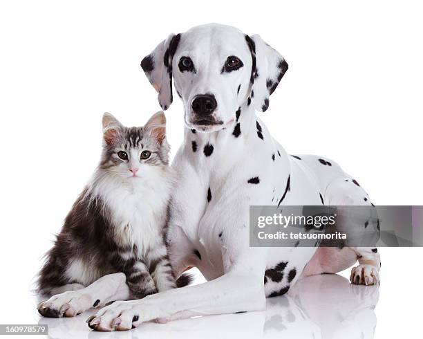 dalmatian dog and norwegian forest cat - dalmatian dog stock pictures, royalty-free photos & images