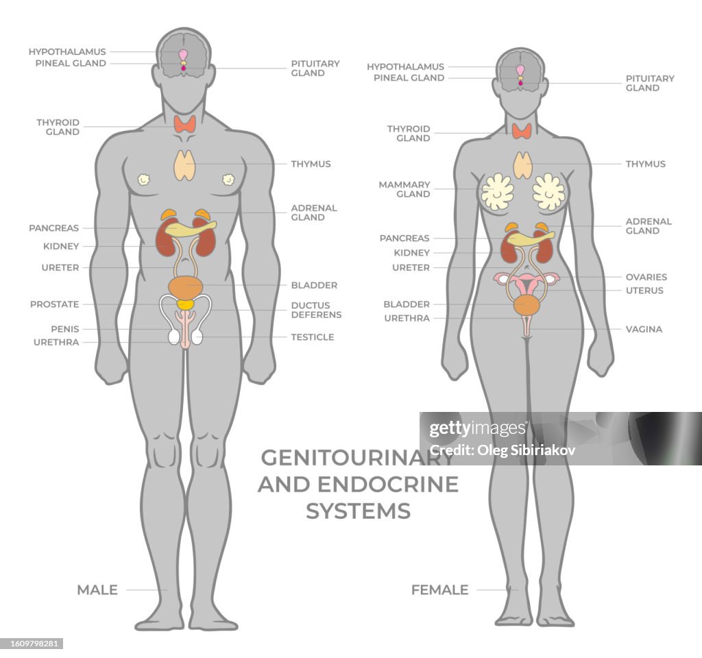 Genitory System Genitourinary Or Urinary And Endocrine Systems Female And Male ...