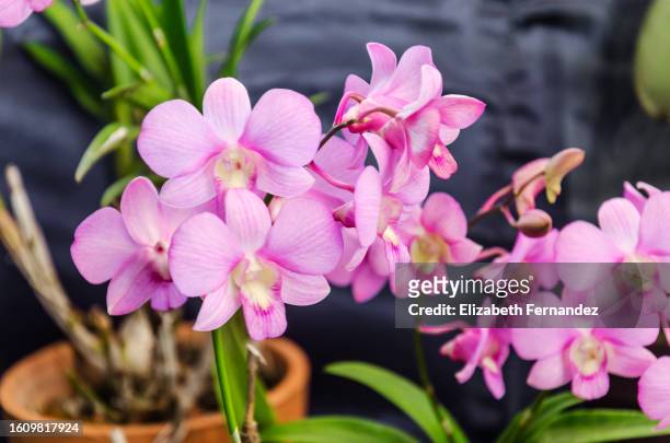 dendrobium candy stripe orchids - fuchsia orchids stock pictures, royalty-free photos & images