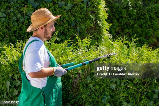 garden pruning works - hedge trimming stock pictures, royalty-free photos & images