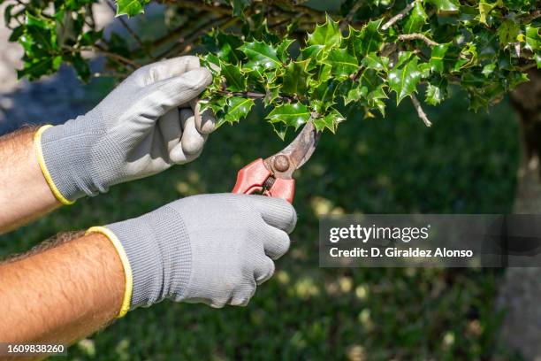 garden pruning works to maintain the appearance of holy tree - gardening glove stock pictures, royalty-free photos & images