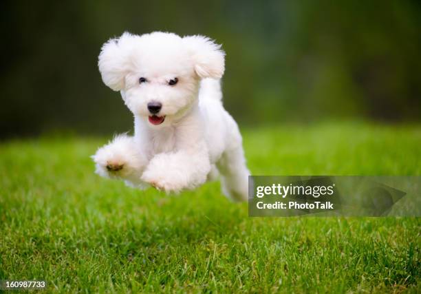 happy dog schnell laufen auf dem rasen - bichon stock-fotos und bilder