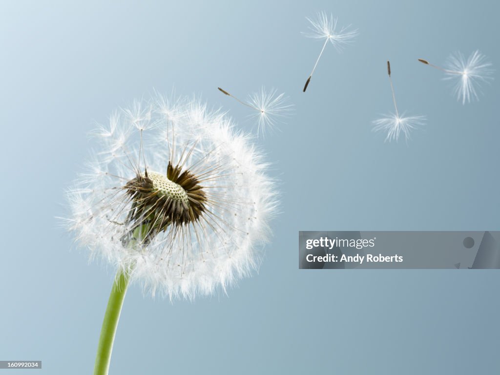 Close up of seeds blowing from dandelion on blue background