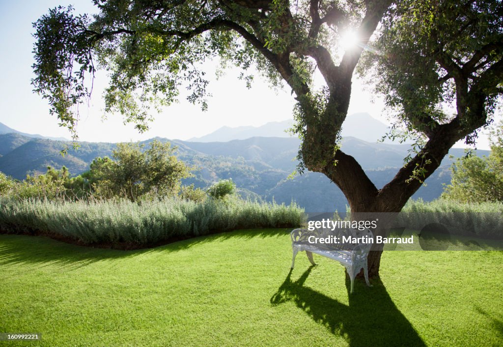 Sun shining behind tree with mountains in background