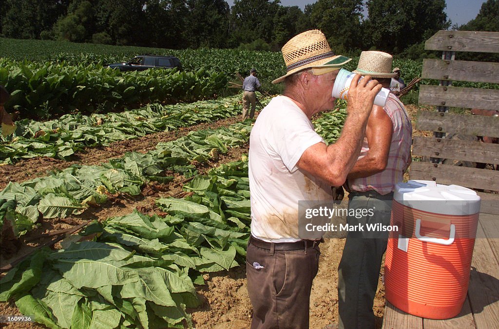 Maryland Tobacco Farmer Harvest