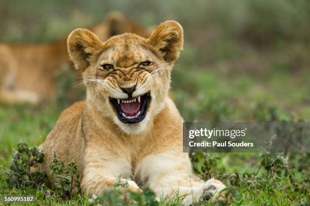 Lion Cub, Ndutu Plains, Tanzania