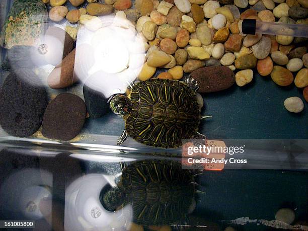 Squima 117 Jennifer Lay Stock Photos, High-Res Pictures, and Images - Getty Images