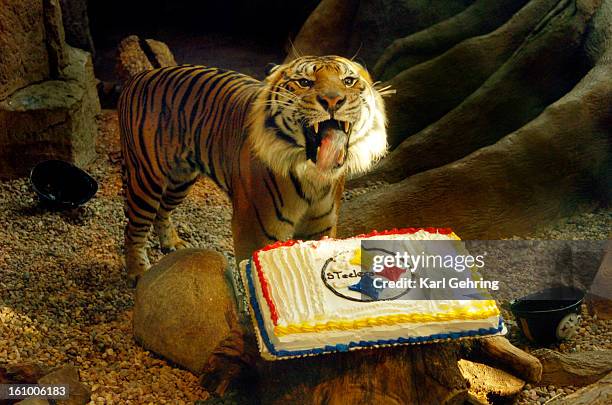 Two Sumatran tigers at the Downtown Aquarium were presented with a frosted sheetcake decorated with the Pittsburgh Steelers football team logo Friday...