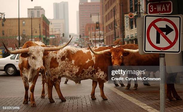The National Western Stock Show parade was held in downtown Denver. This is the 99th year of the NWSS. No left turns for these 11 Longhorn steers...