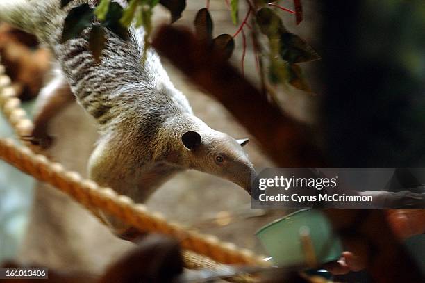 Tuvoc, a tamandua , sticks her 16-inch-long tongue out for a bowl of mill worms and wax worms being feed to her by zoo keeper Dave Parman. Tuvoc...