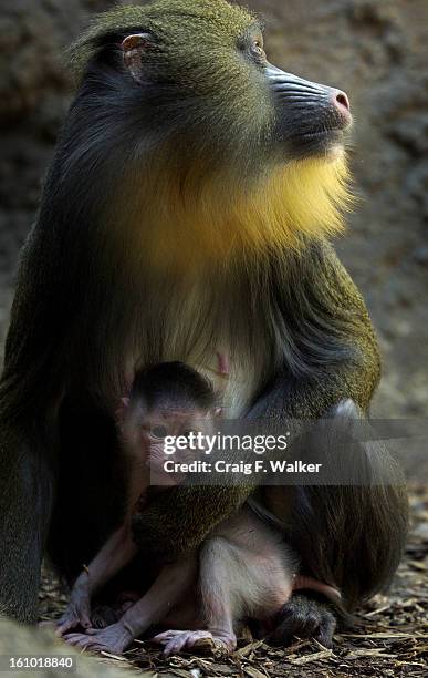 Saba <cq> , the Denver Zoo's new baby primate Mandrill <cq> is comforted by his mother Nora <cq> in the Denver Zoo's Congo Basin. Now weighing close...