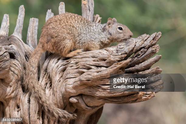round-tailed ground squirrel - arizona ground squirrel stock pictures, royalty-free photos & images