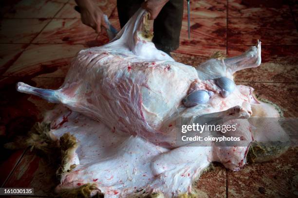 sacrifice - scared sheep stock pictures, royalty-free photos & images