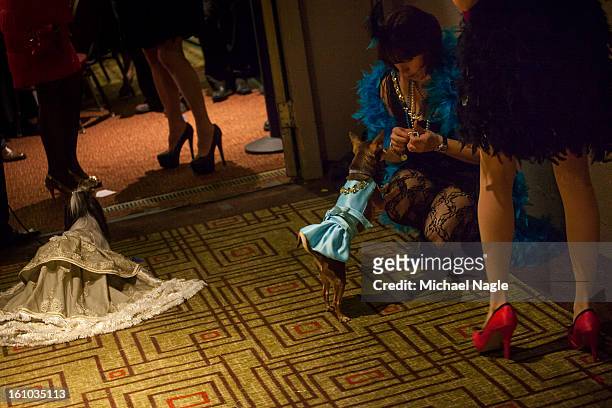 Participants in the New York Pet Fashion Show line up backstage at Hotel Pennsylvania ahead of next week's Westminster Kennel Club Dog Show on...