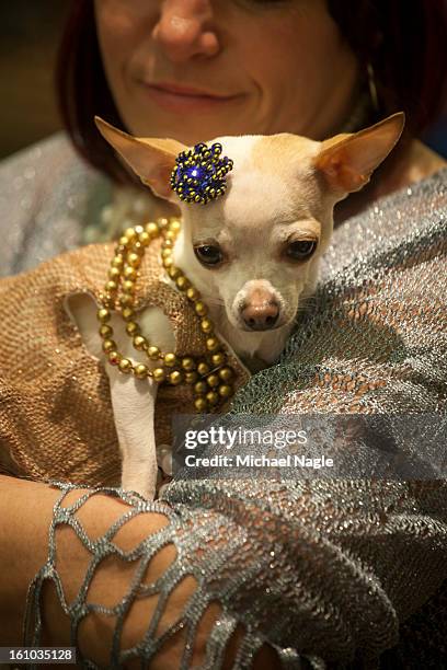 Alliyanna, a chihuahua from Alabama, attends the New York Pet Fashion Show at Hotel Pennsylvania ahead of next week's Westminster Kennel Club Dog...