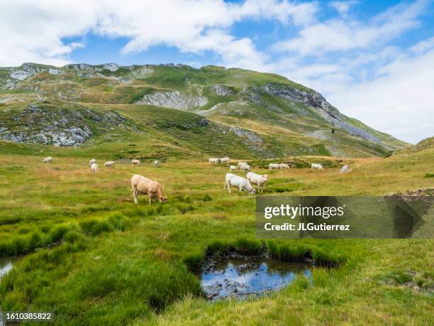 cows grazing in the mountains - aquitaine stock pictures, royalty-free photos & images
