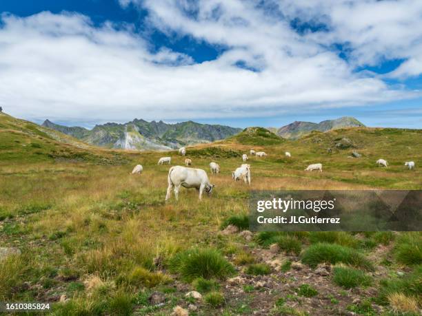 kühe grasen auf die berge - aquitanien stock-fotos und bilder