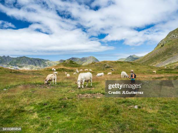 cows grazing in the mountains - aquitaine stock pictures, royalty-free photos & images