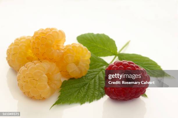 Golden Raspberries Photos and Premium High Res Pictures - Getty Images
